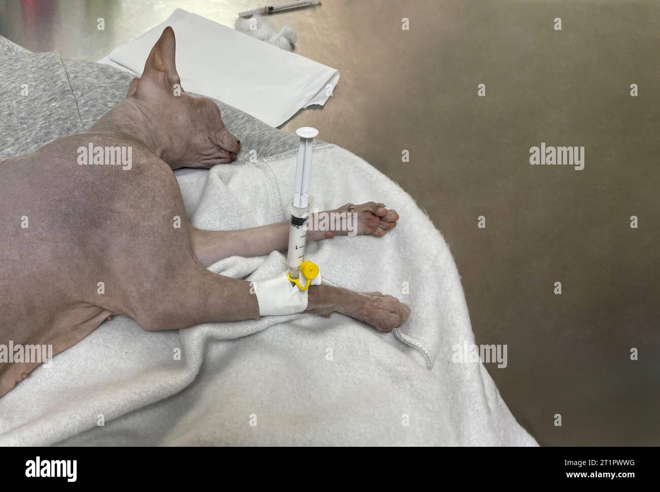 Chat après anesthésie chirurgicale en clinique vétérinaire Banque D'Images