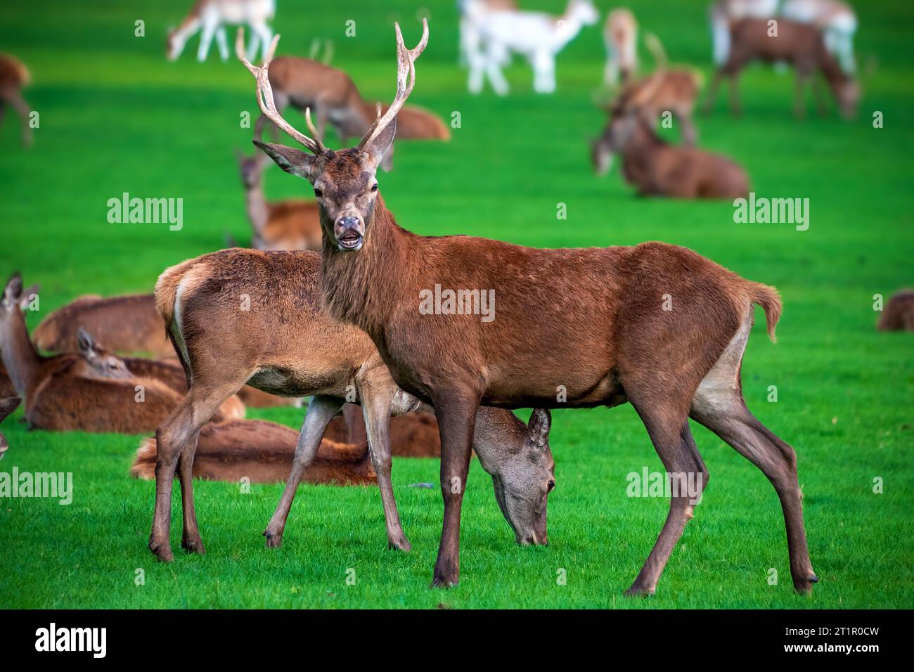 Cerf rouge grove hurlant pendant l'ornière entourée de biches. Banque D'Images