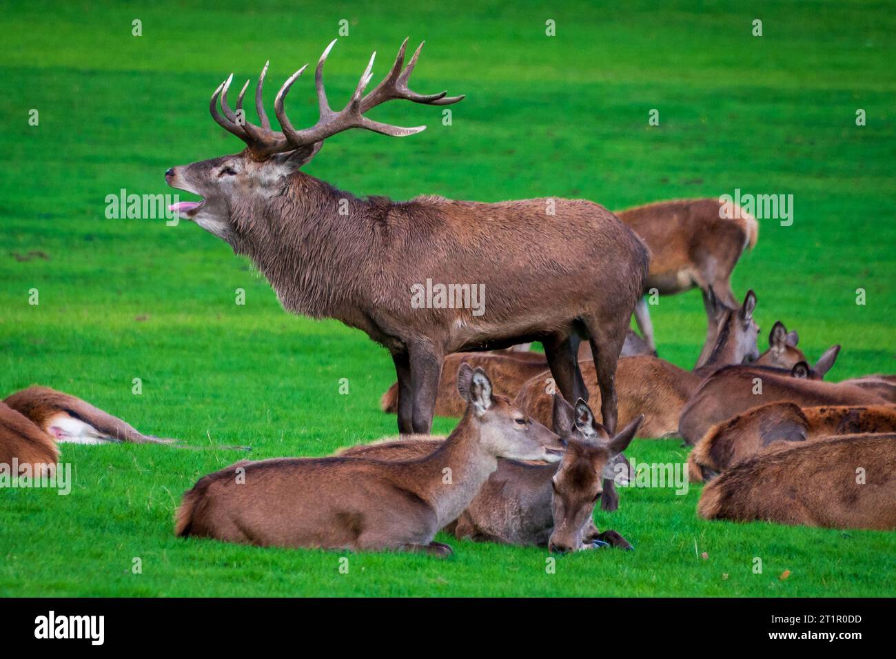 Cerf rouge grove hurlant pendant l'ornière entourée de biches. Banque D'Images