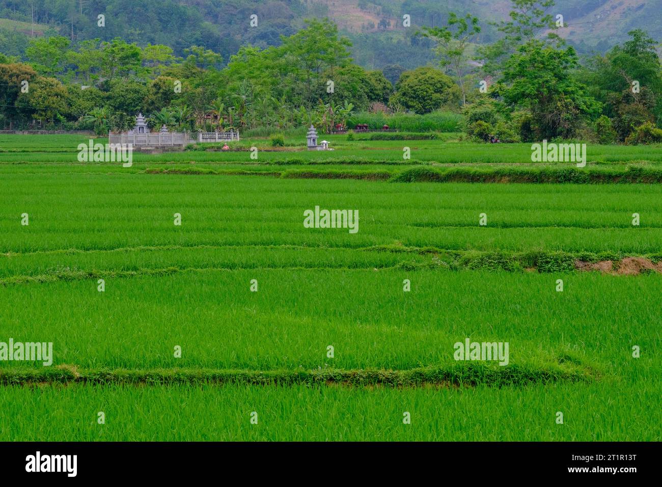Vietnam, province de Lao Cai. Cimetière au milieu de Rice Paddy.. Banque D'Images