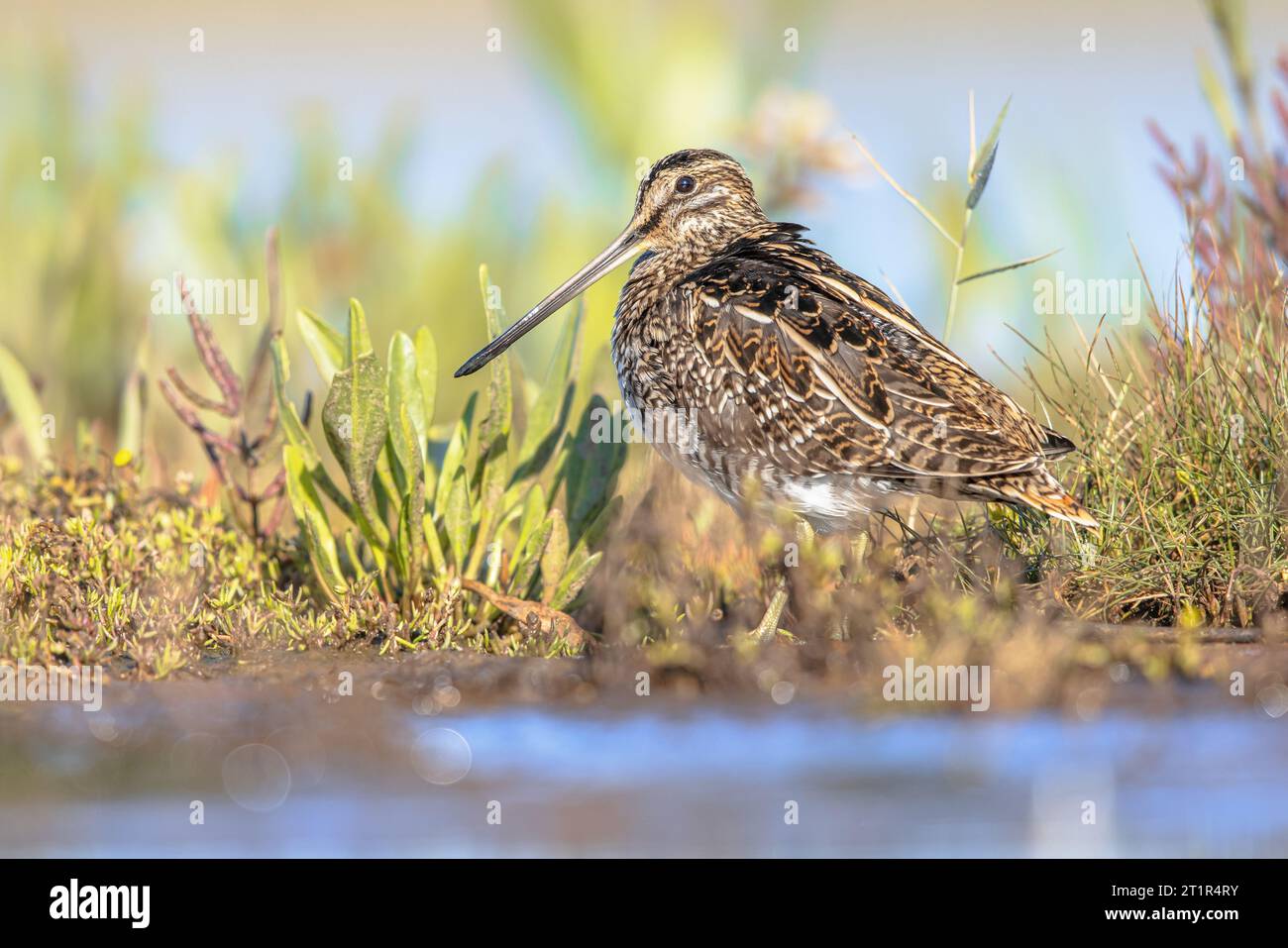 La bécassine commune (Gallinago gallinago) est un petit oiseau de méandres, originaire du Vieux monde. Les habitats de reproduction sont les marais, les tourbières, la toundra et les prairies humides Banque D'Images