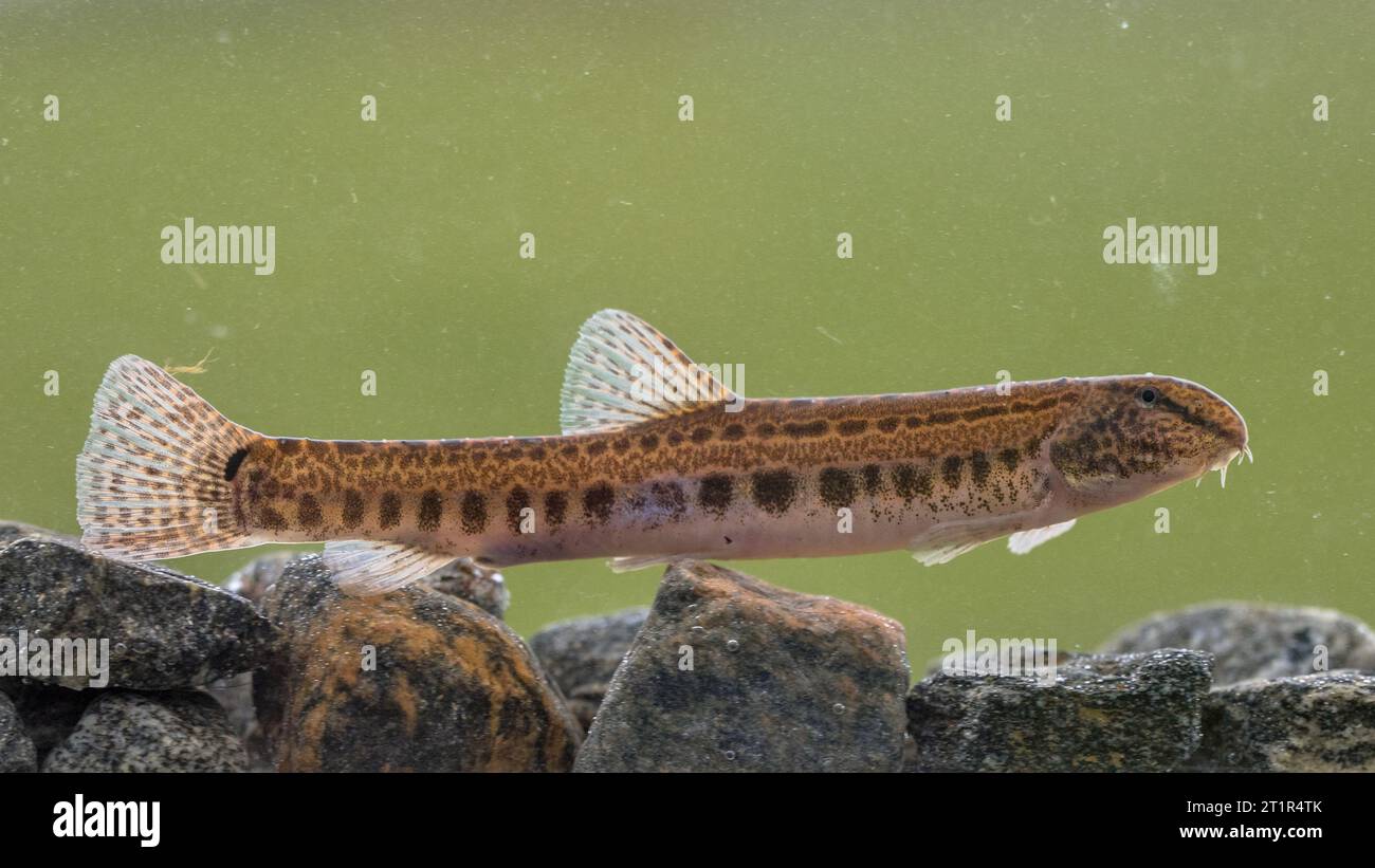 Le Loach (Cobitis taenia) est un poisson d'eau douce en Europe. Il est également connu sous le nom de Loach d'eau douce tachetée. Il se trouve dans l'eau riche en oxygène des rivières Banque D'Images