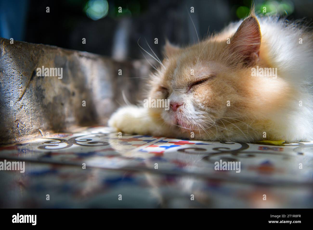 Chat persan blanc couché sur le sol et regarder la caméra, animal de compagnie et concept d'animal Banque D'Images