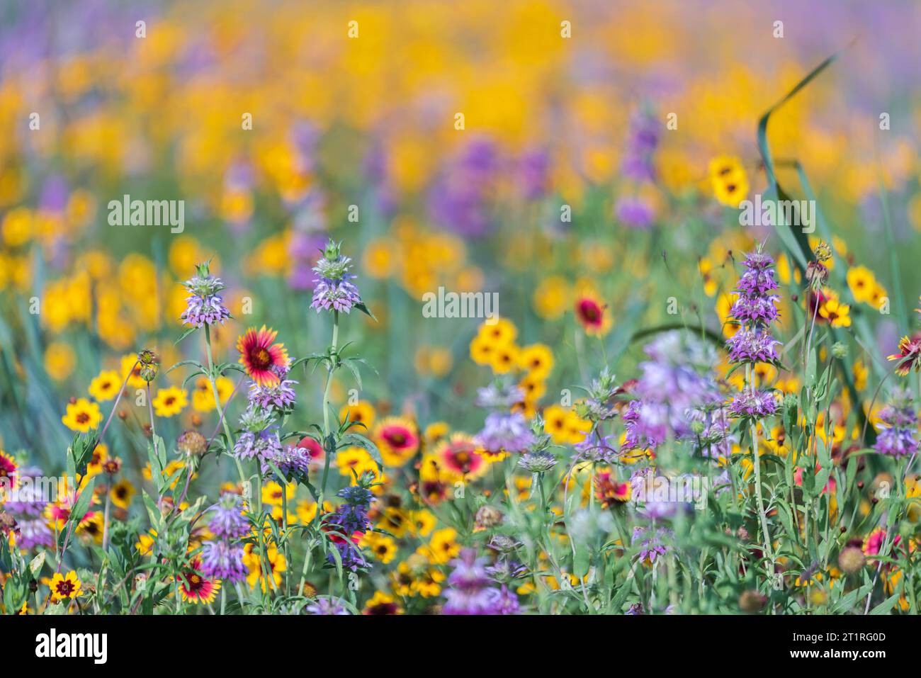 Des fleurs sauvages printanières colorées couvraient le bord de la route et les espaces publics à Austin, Texas, Amérique. Banque D'Images