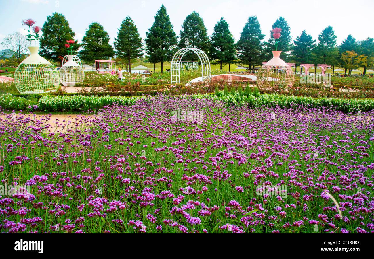 Suncheonman International Garden Expo 2023, 11 octobre 2023 : lieu de l'exposition Suncheonman International Garden Expo 2023 à Suncheon, à environ 420 km (261 miles) au sud de Séoul, Corée du Sud. L'exposition sur les jardins a lieu depuis avril pour présenter divers types de cultures de jardins au Suncheon Bay National Garden et dans d'autres lieux de la ville. L'expo est prévue jusqu'en octobre 31. (Photo de Lee Jae-won/AFLO) Banque D'Images