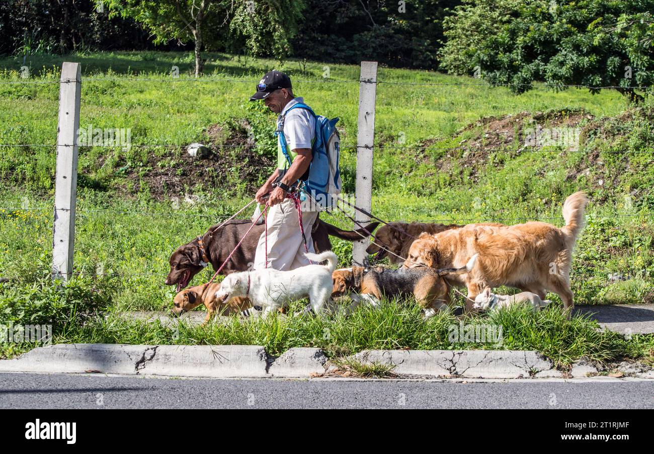 Promeneur professionnel de chiens avec 7 chiens à Tres Rios, Costa Rica. Banque D'Images