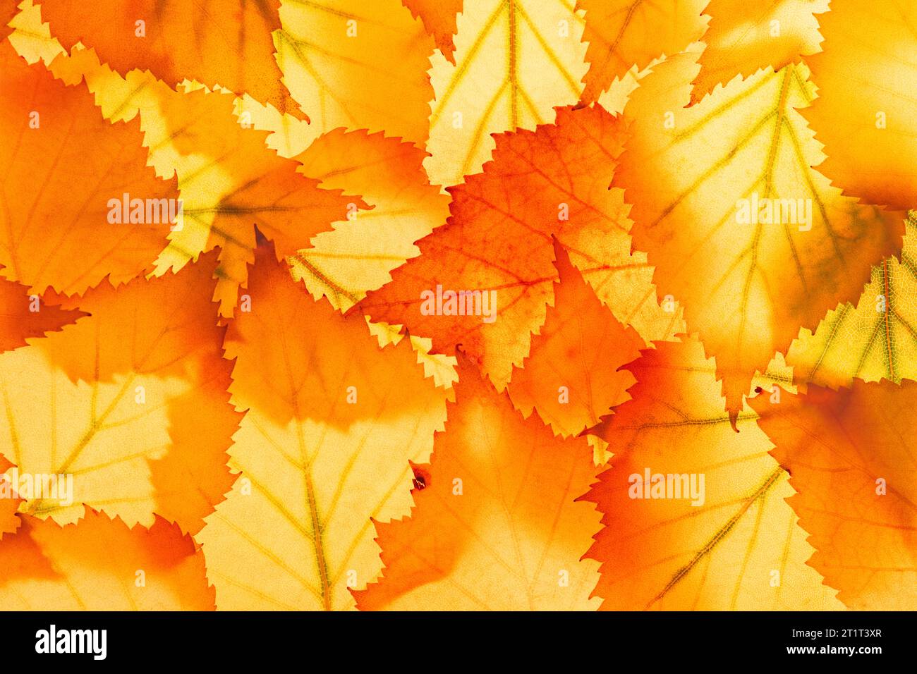 Fond lumineux la saison d'automne laisse gros plan avec rétro-éclairage comme arrière-plan, modèle ou bannière Web pour la conception du thème d'automne Banque D'Images