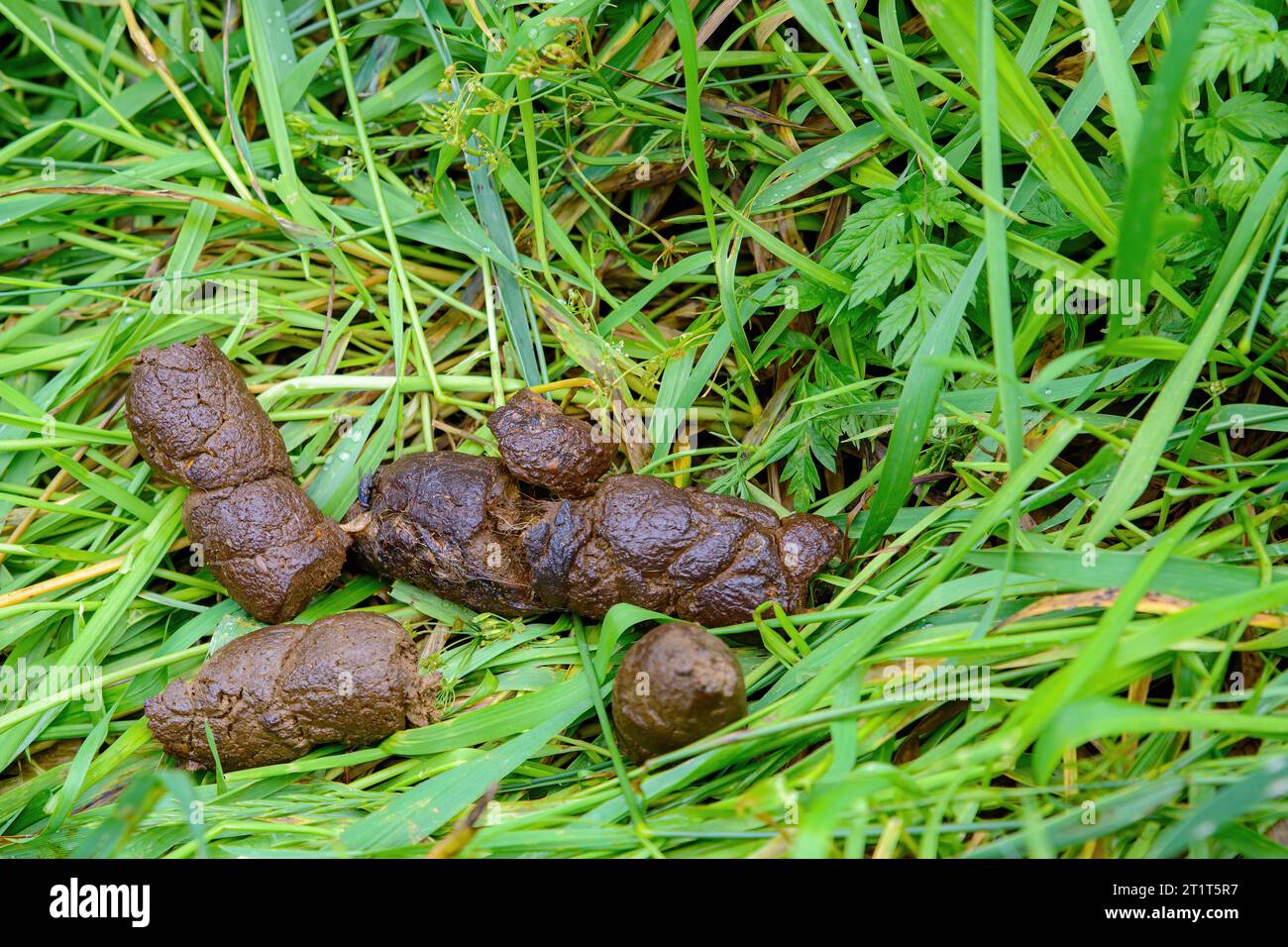 Un tas de fèces humides de chien couché dans l'herbe verte. Banque D'Images