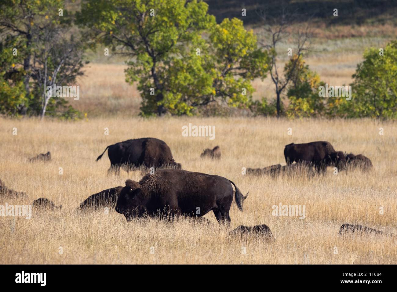Bison nord-américain, Buffalo dans le parc d'État de Custer, Dakota du Sud. Banque D'Images