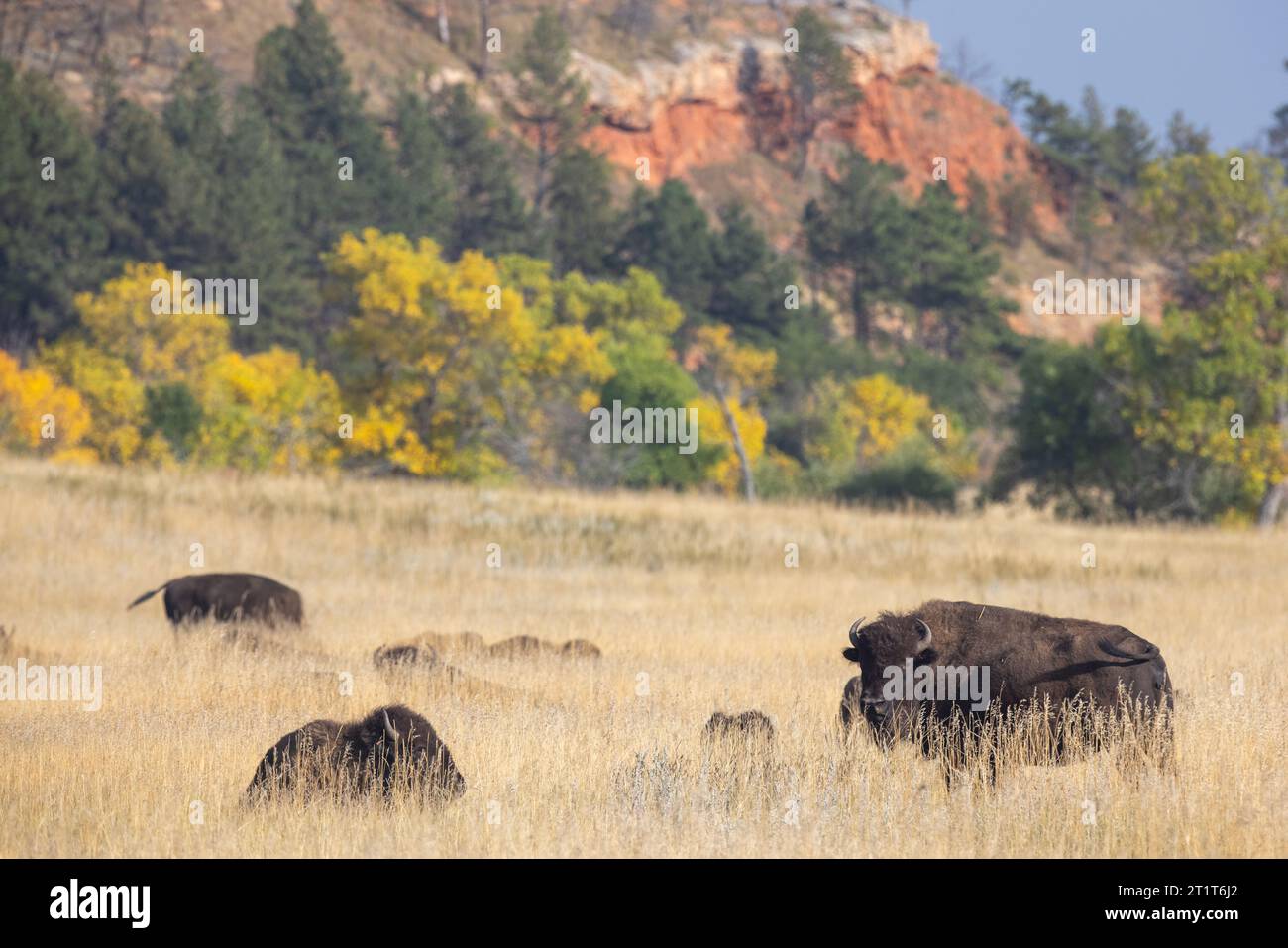 Bison nord-américain, Buffalo dans le parc d'État de Custer, Dakota du Sud. Banque D'Images