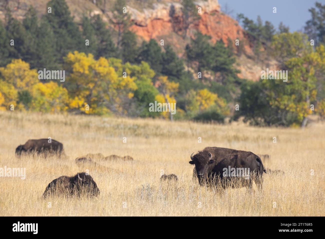 Bison nord-américain, Buffalo dans le parc d'État de Custer, Dakota du Sud. Banque D'Images