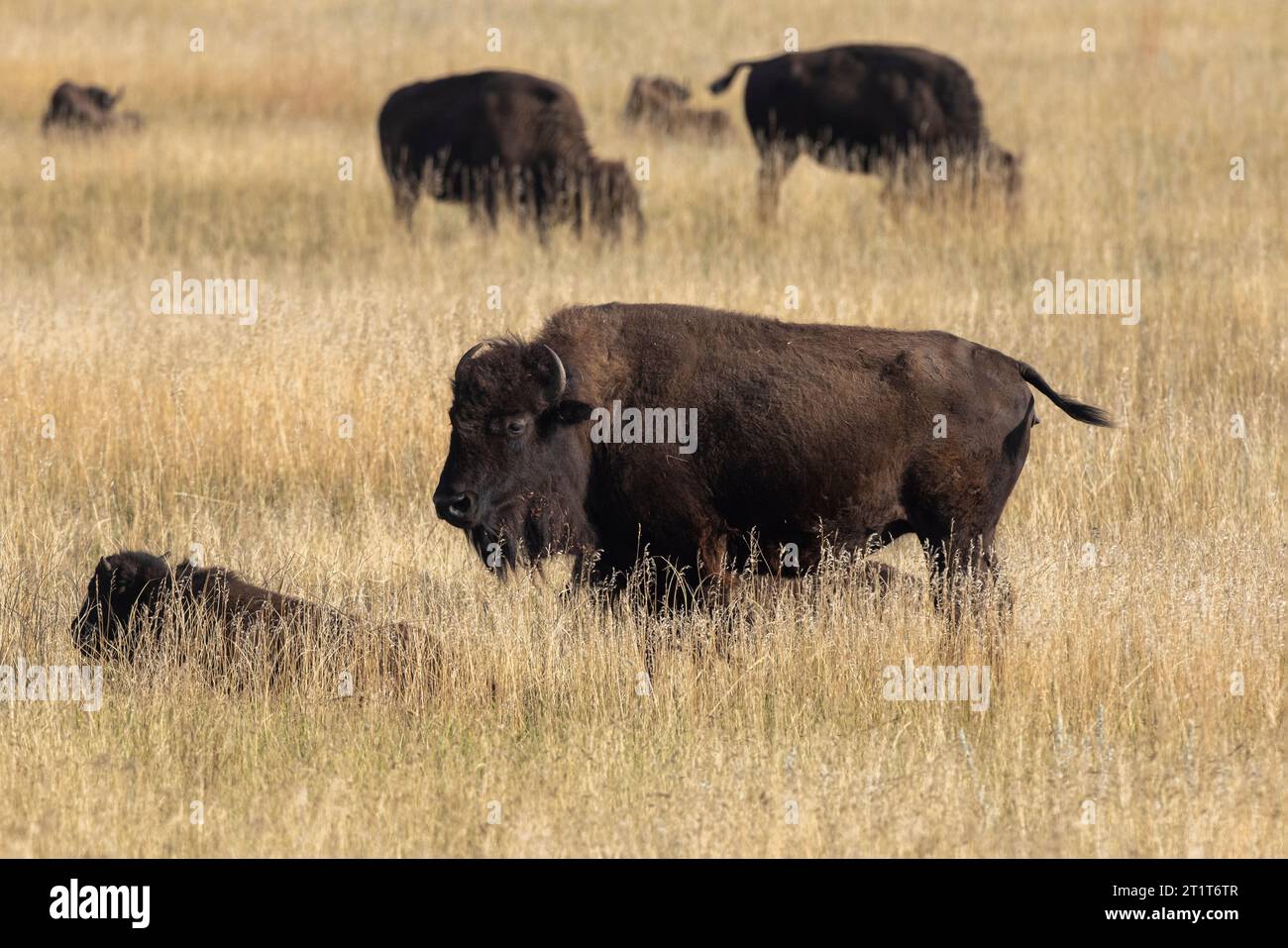 Bison nord-américain, Buffalo dans le parc d'État de Custer, Dakota du Sud. Banque D'Images