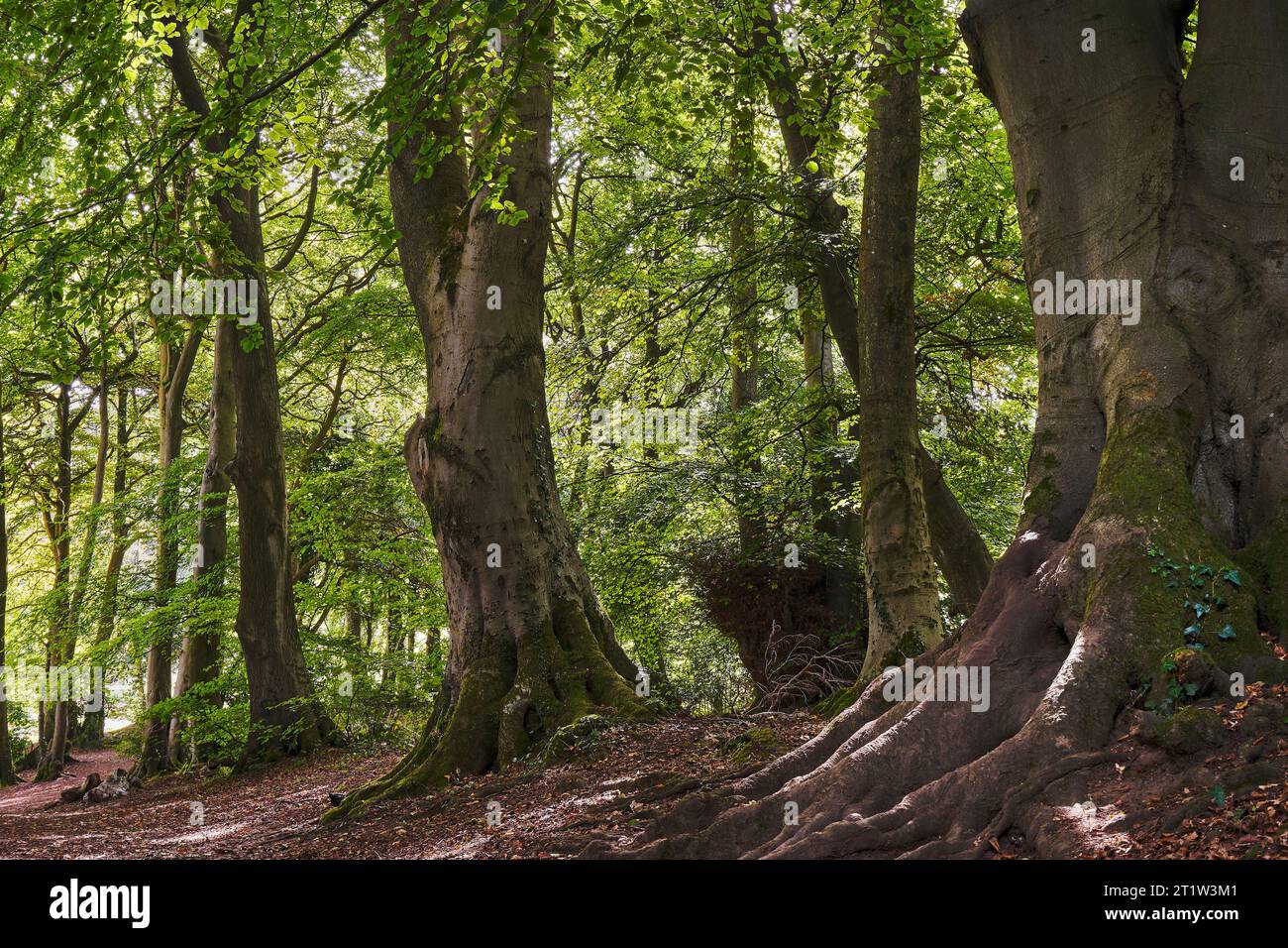 Grands hêtres communs (Fagus sylvatica) dans le feuillage d'été dans un cadre boisé Banque D'Images