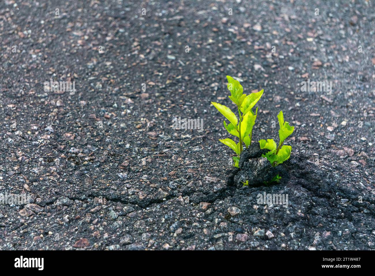 Gros plan de plantes poussant sur route. Installation comme brise-asphalte. Herbe poussant dans une fissure. Plante verte piquant à travers l'asphalte. Concept Survival nature Banque D'Images