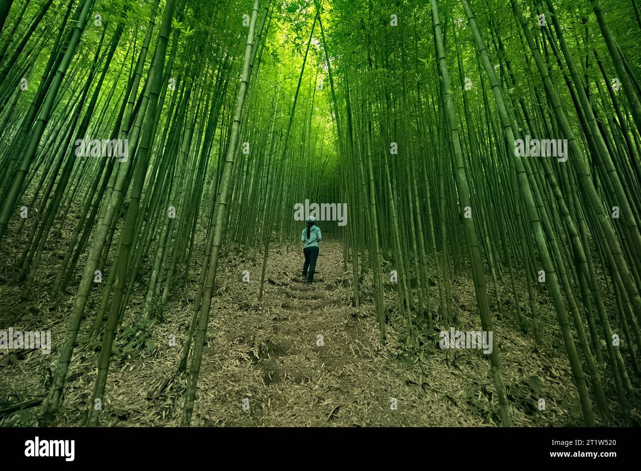 Randonnée dans la forêt de bambou Na Hang Tua Chu, Mu Cang Chai, yen Bai, Vietnam Banque D'Images