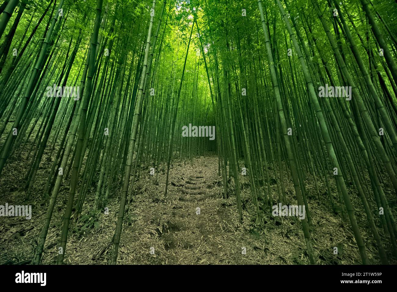Randonnée dans la forêt de bambou Na Hang Tua Chu, Mu Cang Chai, yen Bai, Vietnam Banque D'Images