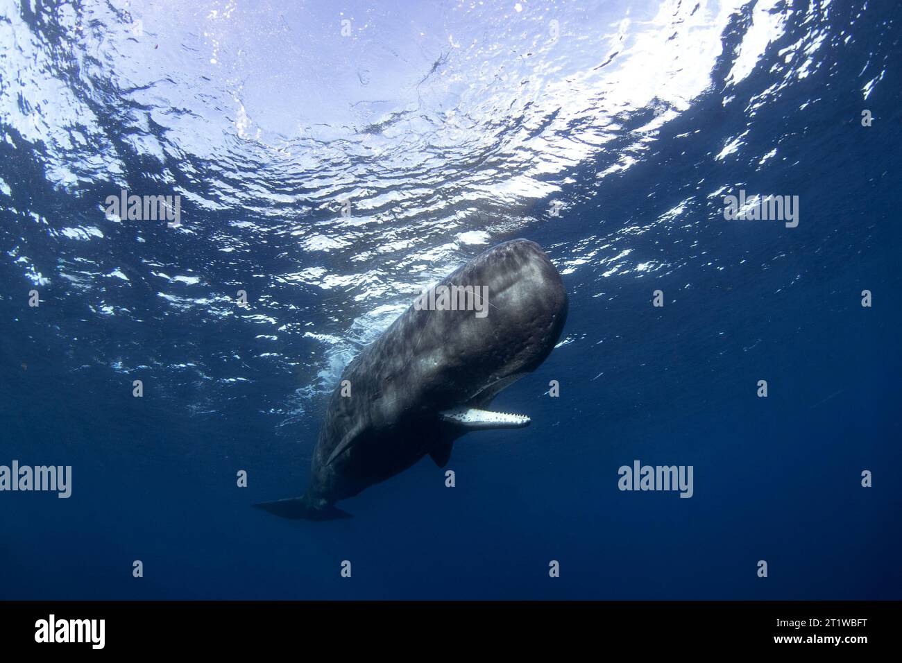 Le cachalot nage seul dans l'océan Indien. Baleine ludique près de la surface. Nager avec les plus gros animaux dentaires. Banque D'Images Le cachalot nage seul dans l'océan Indien. Baleine ludique près de la surface. Nager avec les plus gros animaux dentaires. Banque D'Images
