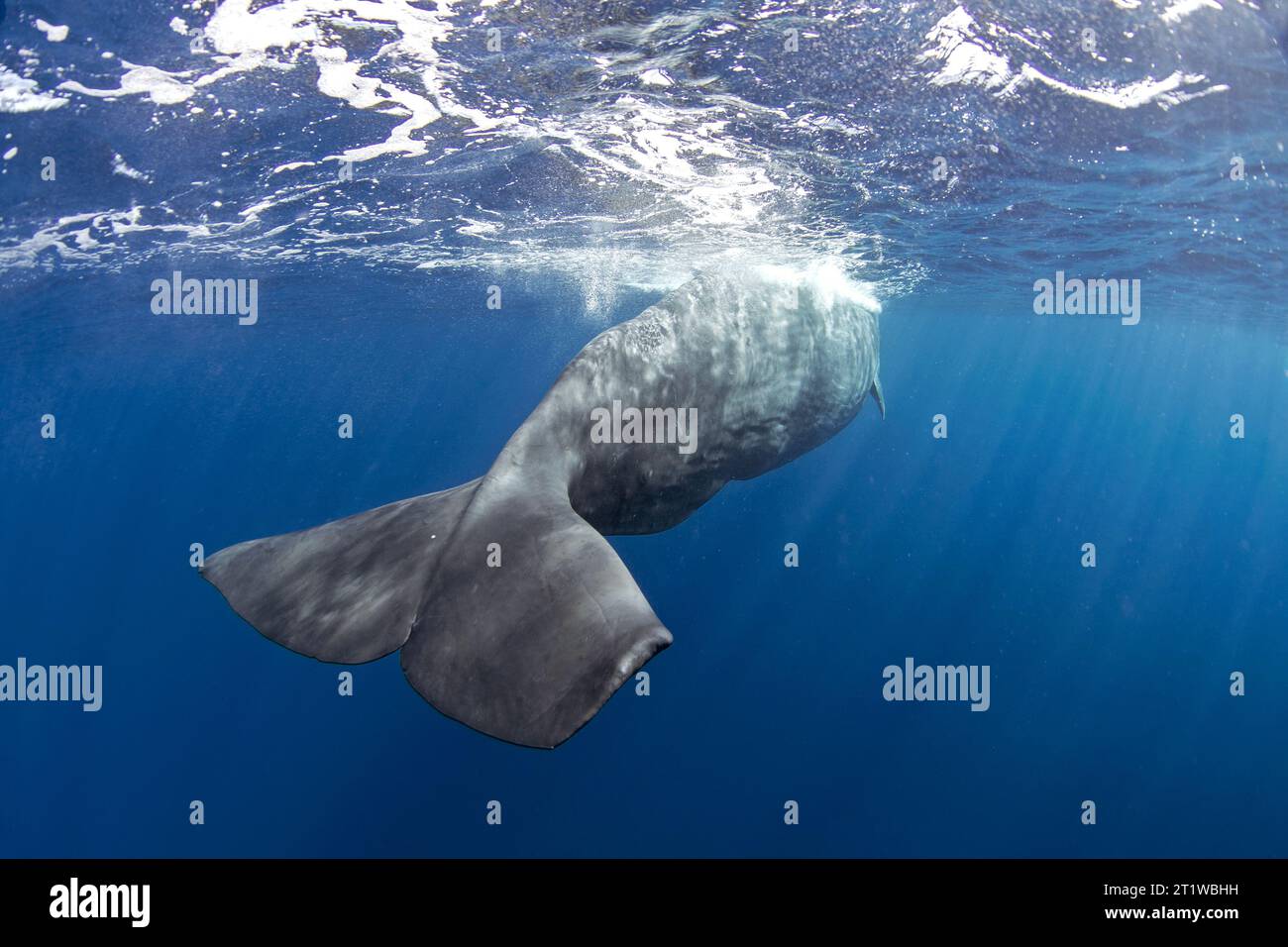 Le cachalot nage seul dans l'océan Indien. Baleine ludique près de la surface. Nager avec les plus gros animaux dentaires. Banque D'Images Le cachalot nage seul dans l'océan Indien. Baleine ludique près de la surface. Nager avec les plus gros animaux dentaires. Banque D'Images