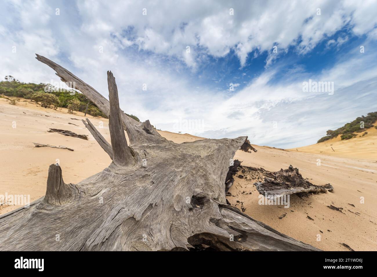 Dune de sable avec Dead Tree à Carlo Sand Blow et Rainbow Beach, Queensland, Australie Banque D'Images
