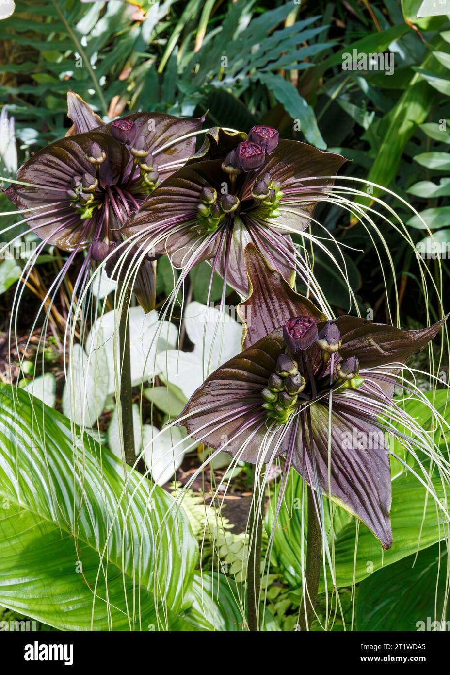 Fleur de chauve-souris noire (Tacca chantrieri), Asie du Sud-est Banque D'Images