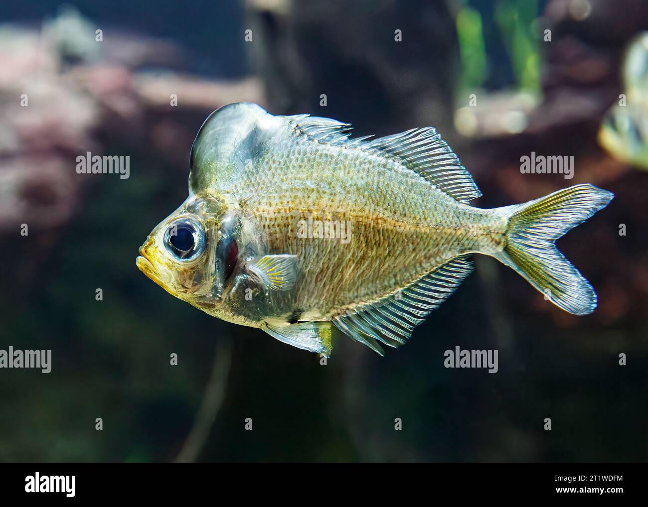 Humphhead glassfish (Parambassis pulcinella), alias : Humphhead Perchlet. Espèce asiatique de poisson verrier originaire des cours d'eau douce du bassin d'Ataran, au sud Banque D'Images