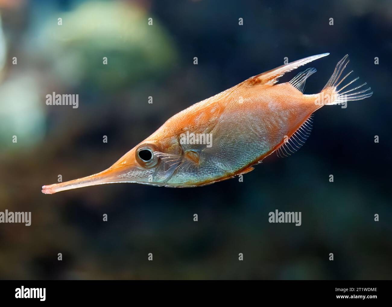 Snipefish à longue colonne vertébrale (acroramphosus scolopax), alias : bellowfish, bellowsfish commun, snipefish, poisson trompette à colonne vertébrale, poisson trompette et mince Banque D'Images