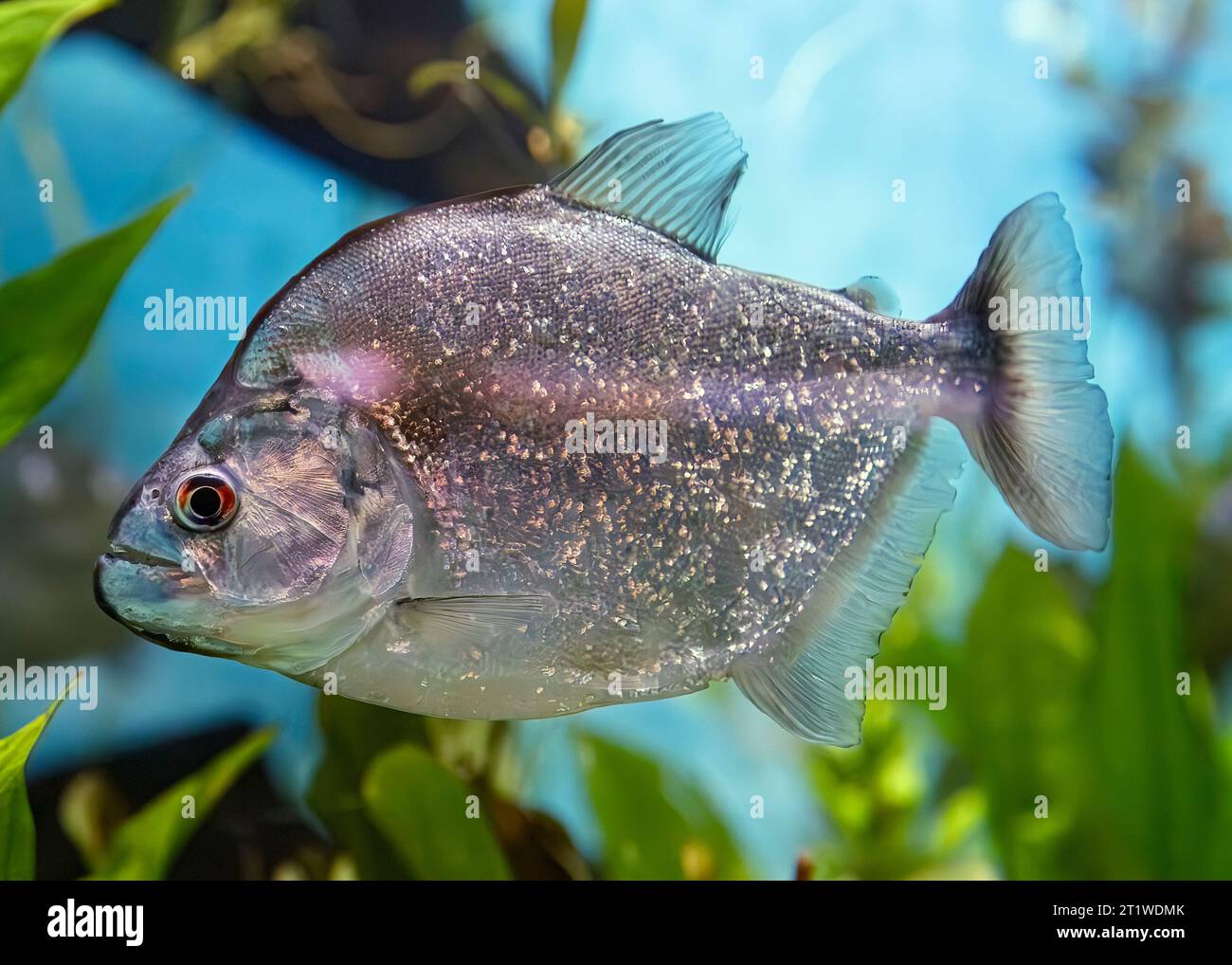Violette piranha (Serrasalmus geryi) alias : Gery's piranha, Brésil Banque D'Images