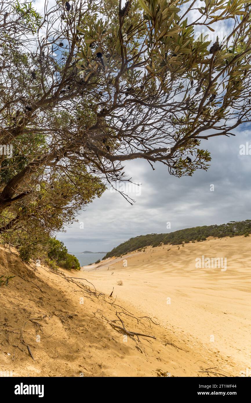 Tree on Sand Dune à Carlo Sand Blow et Rocks of Rainbow Beach, Queensland, Australie. Banque D'Images