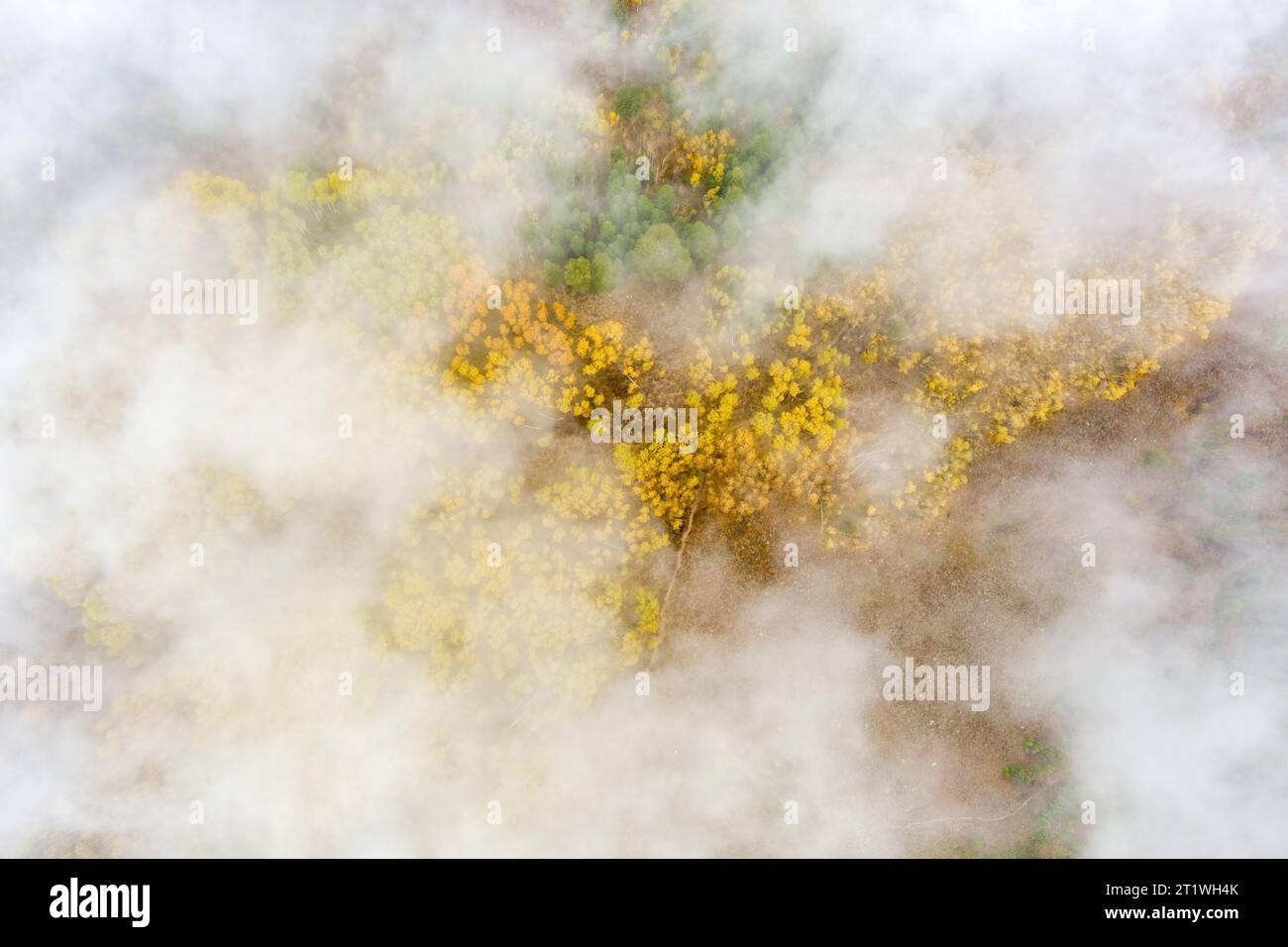 Forêt de Aspen avec des couleurs d'automne d'en haut à travers les nuages Banque D'Images