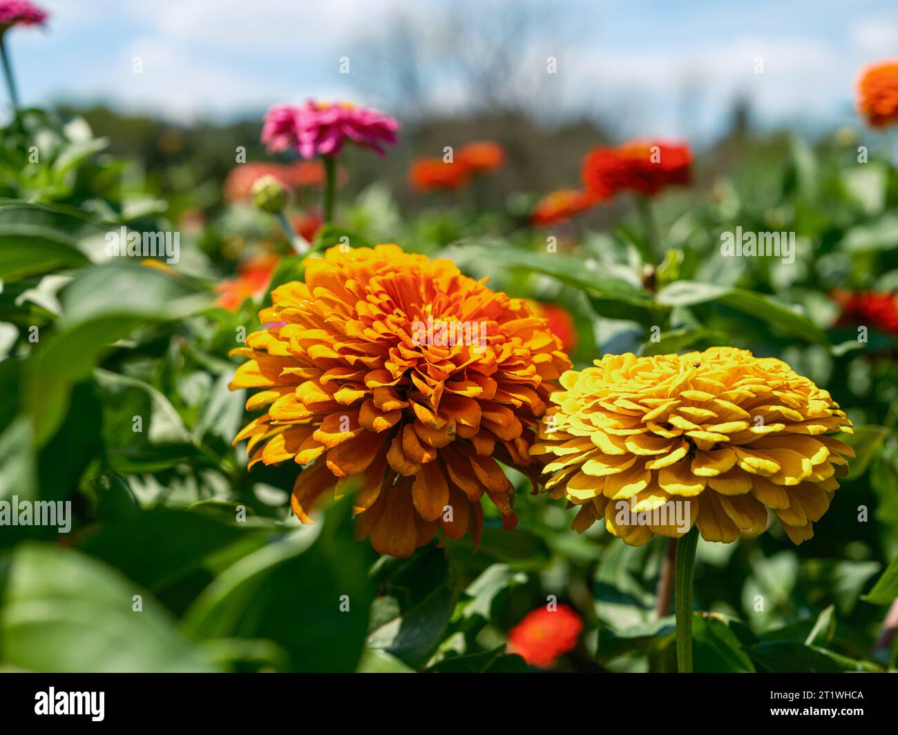 Un champ coloré de chrysanthèmes sauvages Banque D'Images