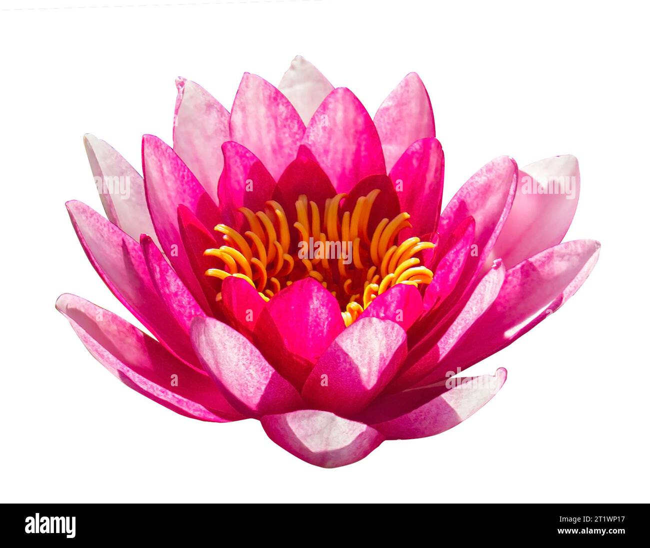 Fleur de Lotus rose isolée sur blanc. Beau Lotus rose, plante d'eau sur fond blanc avec chemin de découpage. Banque D'Images