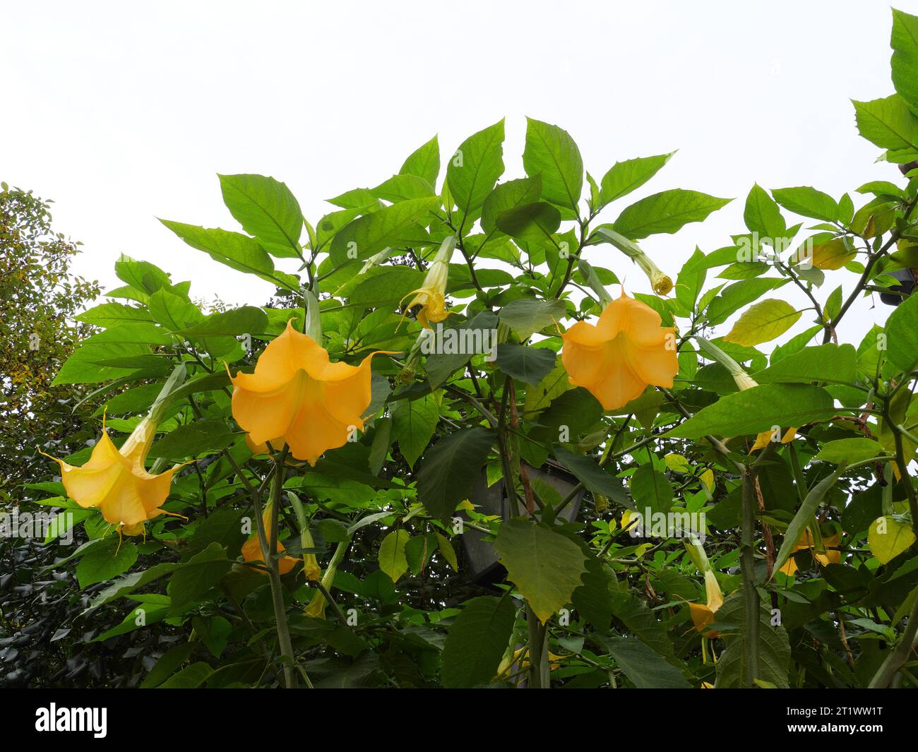 Une trompette d'ange Brugmansia encore et encore avec des fleurs jaunes dans un pot de fleurs Banque D'Images