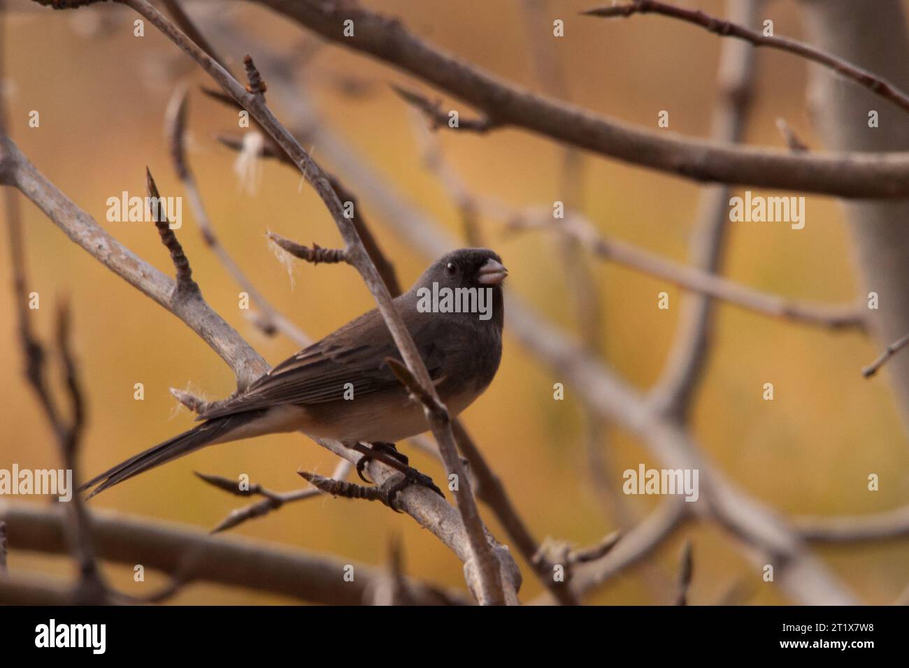 Aux yeux sombres, Junco Banque D'Images