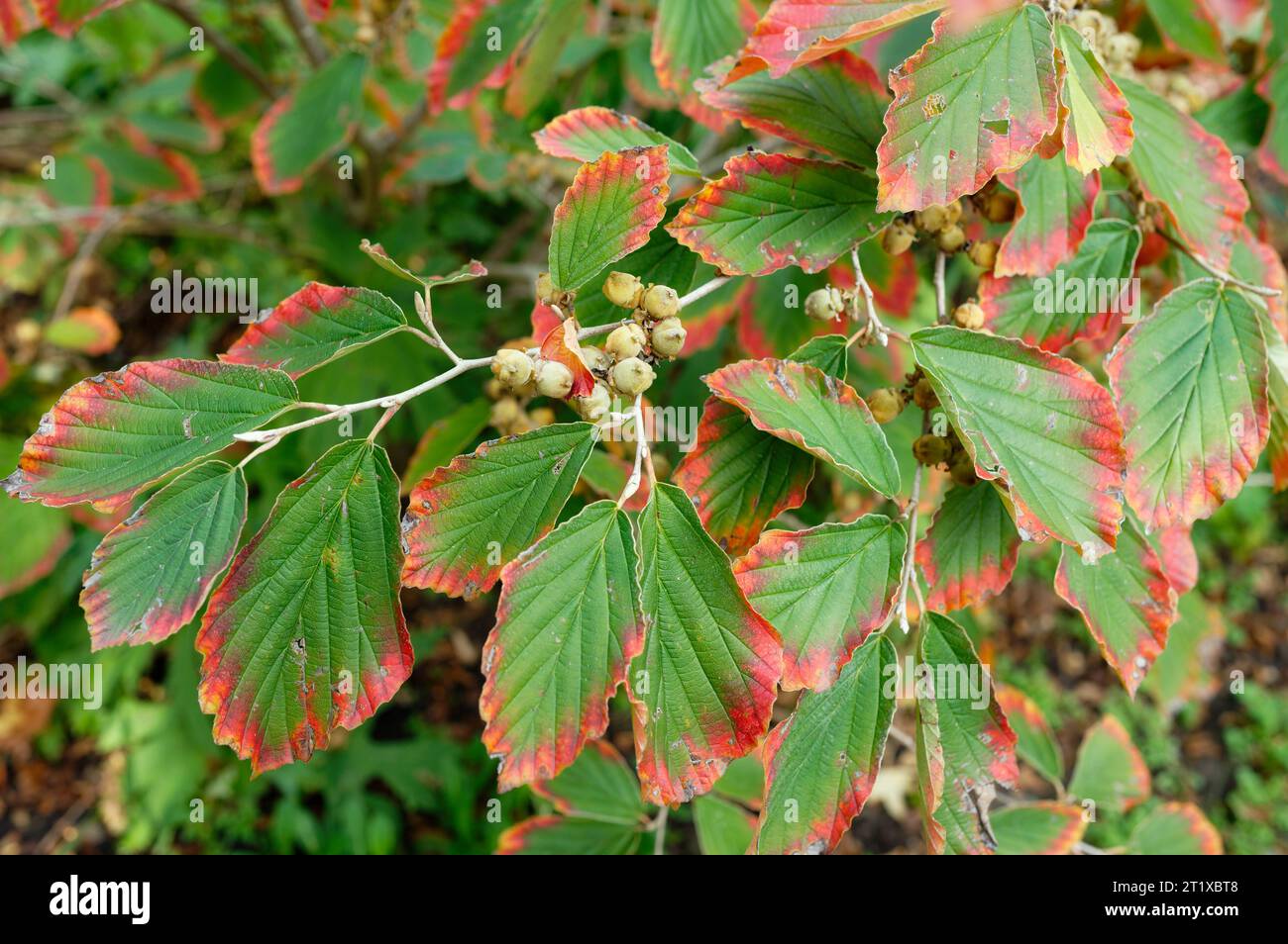 Hamamélis commençant la couleur automnale des feuilles d'un noisetier de sorcière et de ses fruits de capsule bifide Banque D'Images