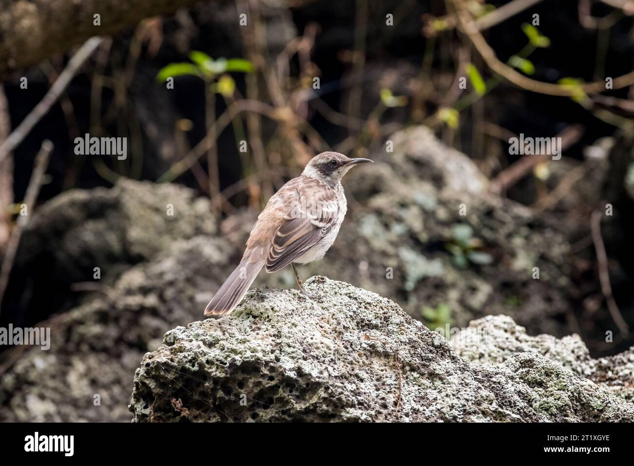 Petit oiseau moqueur ou Mimus parvulus sous les mangroves dans la lagune de Las Ninfas aux Galapagos Banque D'Images