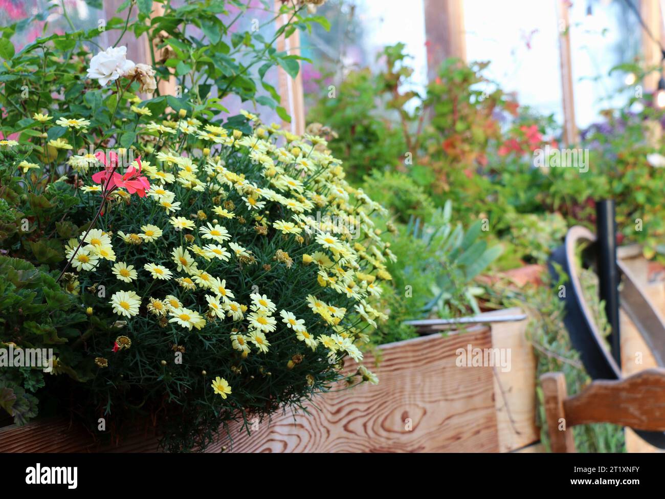 Le récipient mural de marguerites arbustives dorées fleuries crée une tache lumineuse de couleur jaune sur le patio du jardin d'un restaurant. Banque D'Images