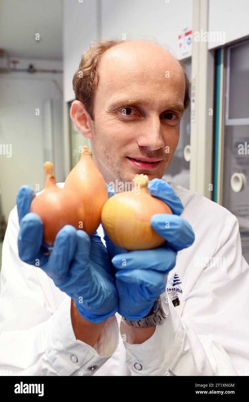 Karlsruhe, Allemagne. 25 septembre 2023. Christoph Weinert, nutritionniste à l’Institut Max Rubner (IRM), montre les variétés d’oignons (G-D) Stanova, Pear-Shaped et Hytech F1. Dans le cadre du projet Onion L, les variétés terrestres d'oignons et les variétés hybrides doivent être directement comparées à l'institut en ce qui concerne leur aptitude à l'agriculture biologique. Crédit : Uli Deck/dpa/Alamy Live News Banque D'Images