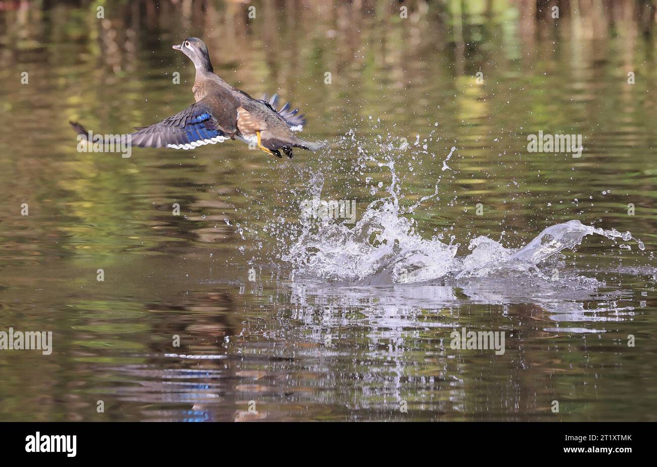 La femelle Wood Duck décolle du lac, Québec, Canada Banque D'Images