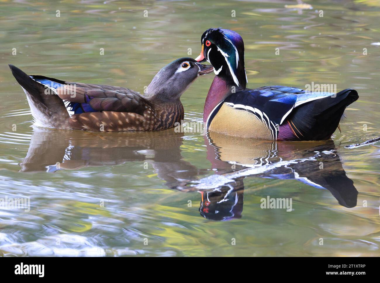 Couple de Ducks de Bois colorés sur le lac et leurs reflets sur l'eau, Québec, Canada Banque D'Images