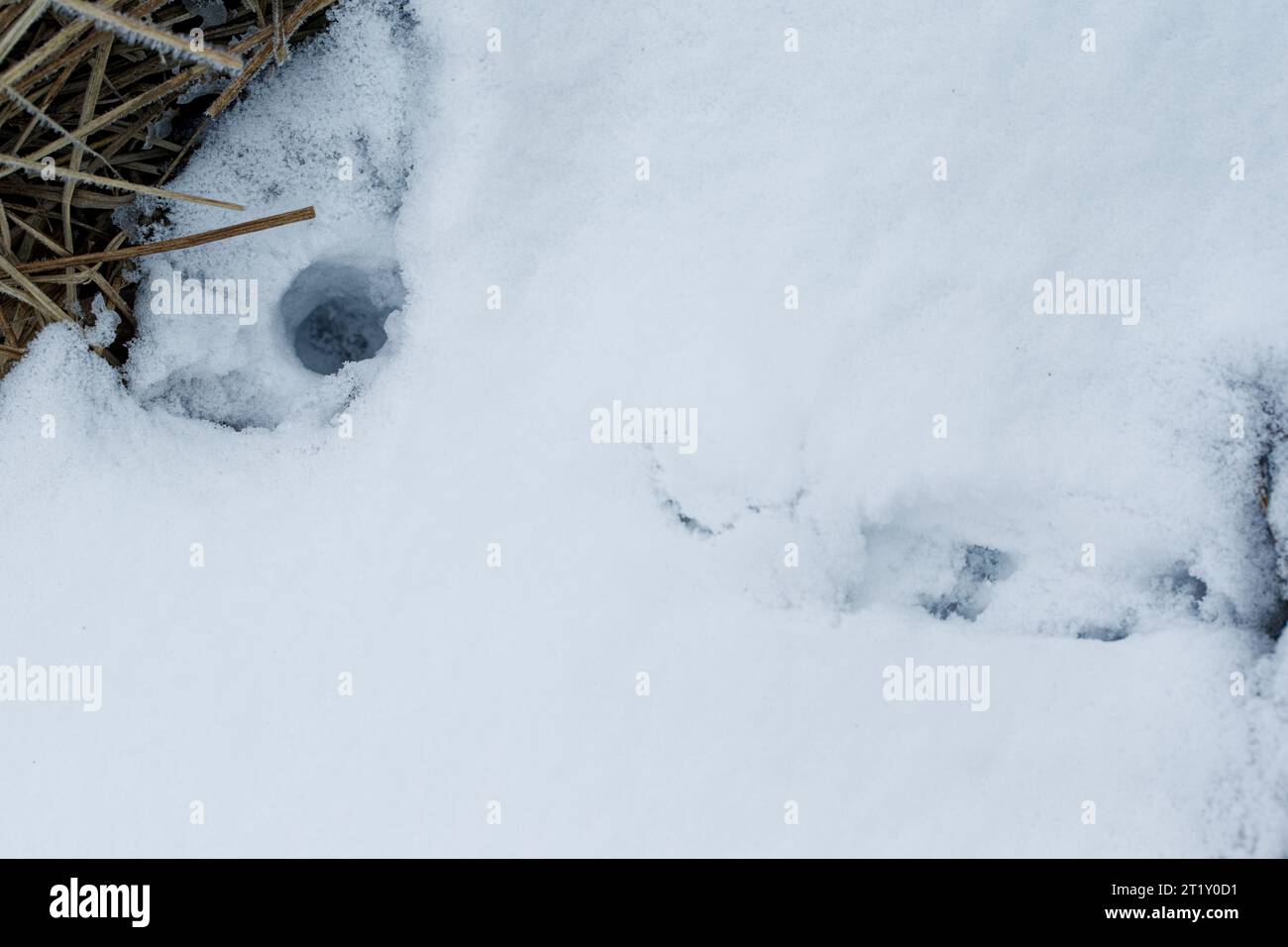Pistes de neige hivernale de la charrue (Mustela erminea) Banque D'Images