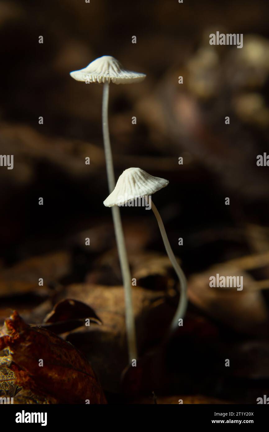 Capot blanc aux champignons Mycena galopus var. candida sur un arrière-plan flou. Banque D'Images