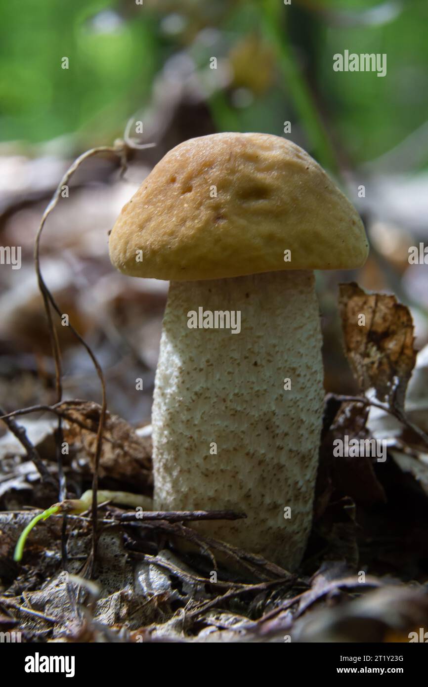 Les champignons de Leccinellum pseudoscabrum en été. Champignons poussant dans la forêt. Banque D'Images