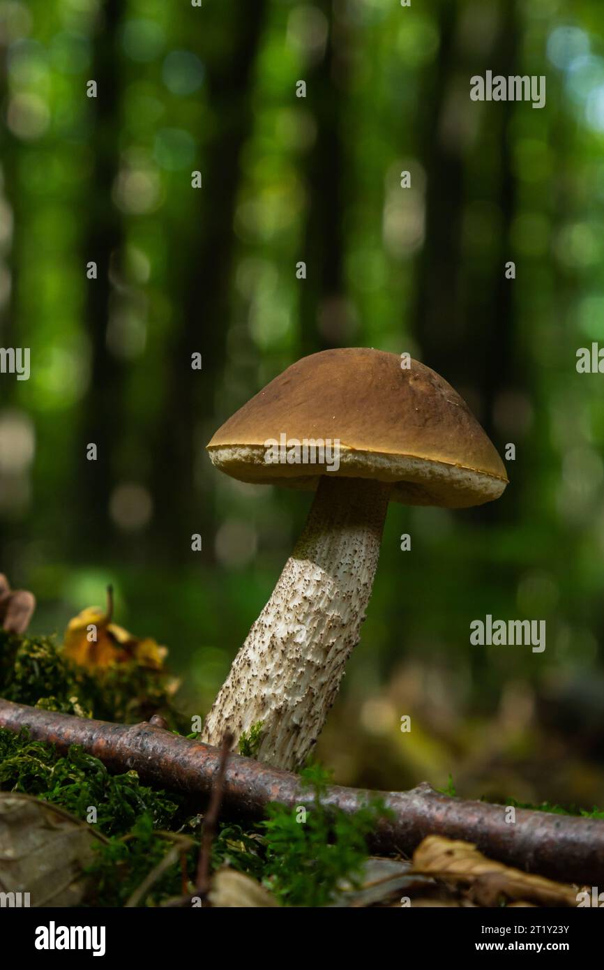 Champignon comestible Leccinum pseudoscabrum dans la forêt décidue. Connu sous le nom de Hazel Bolete. Champignons sauvages poussant dans les feuilles. Banque D'Images