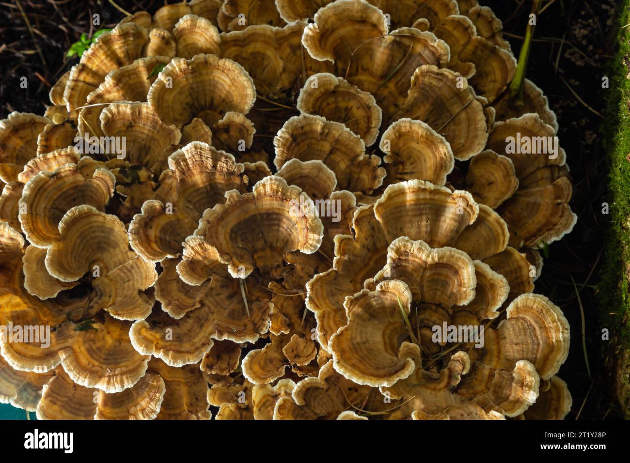 Mazegill anis, un champignon de la pourriture brune, Gloeophyllum odoratum. Banque D'Images