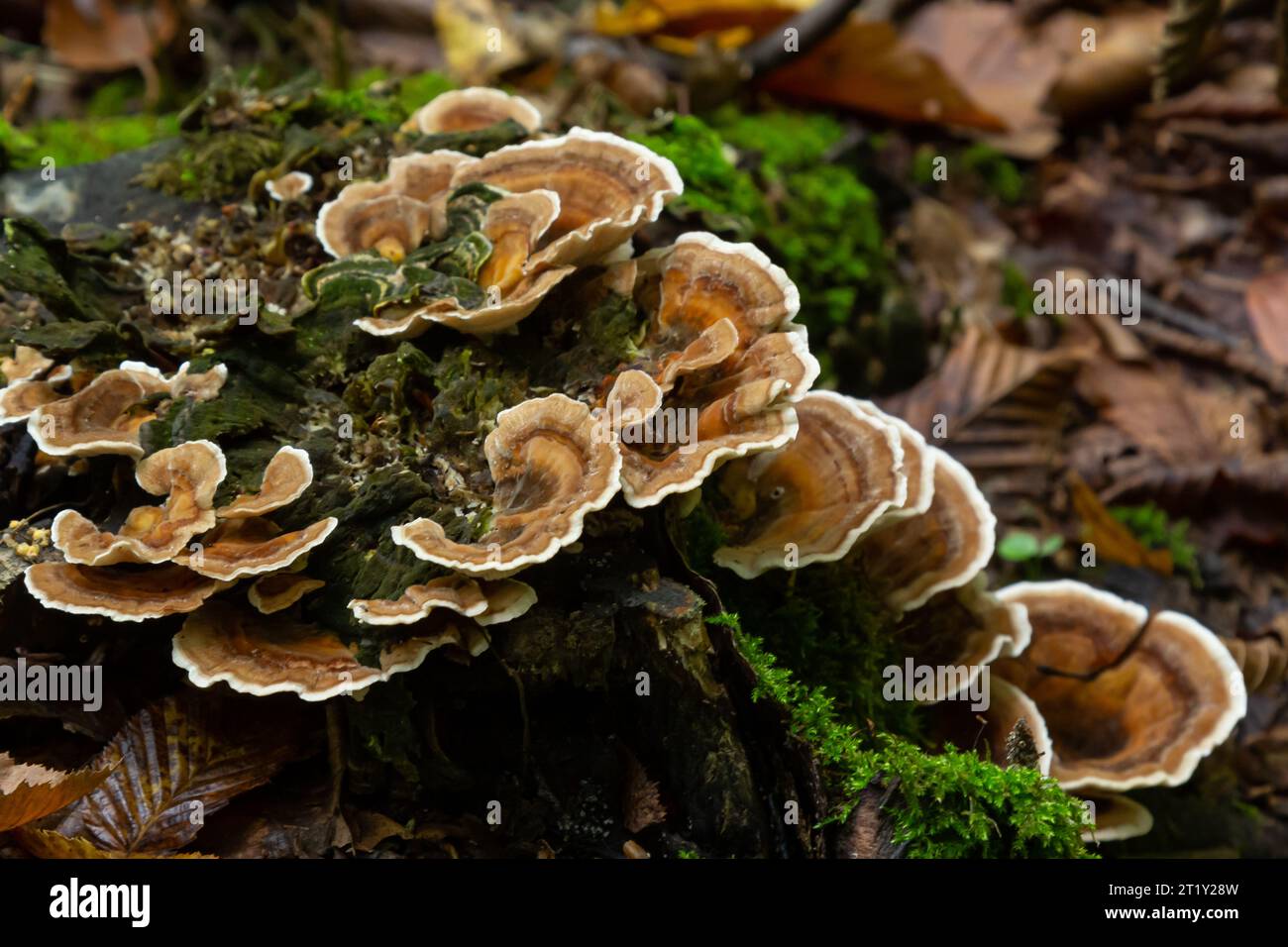 Mazegill anis, un champignon de la pourriture brune, Gloeophyllum odoratum. Banque D'Images