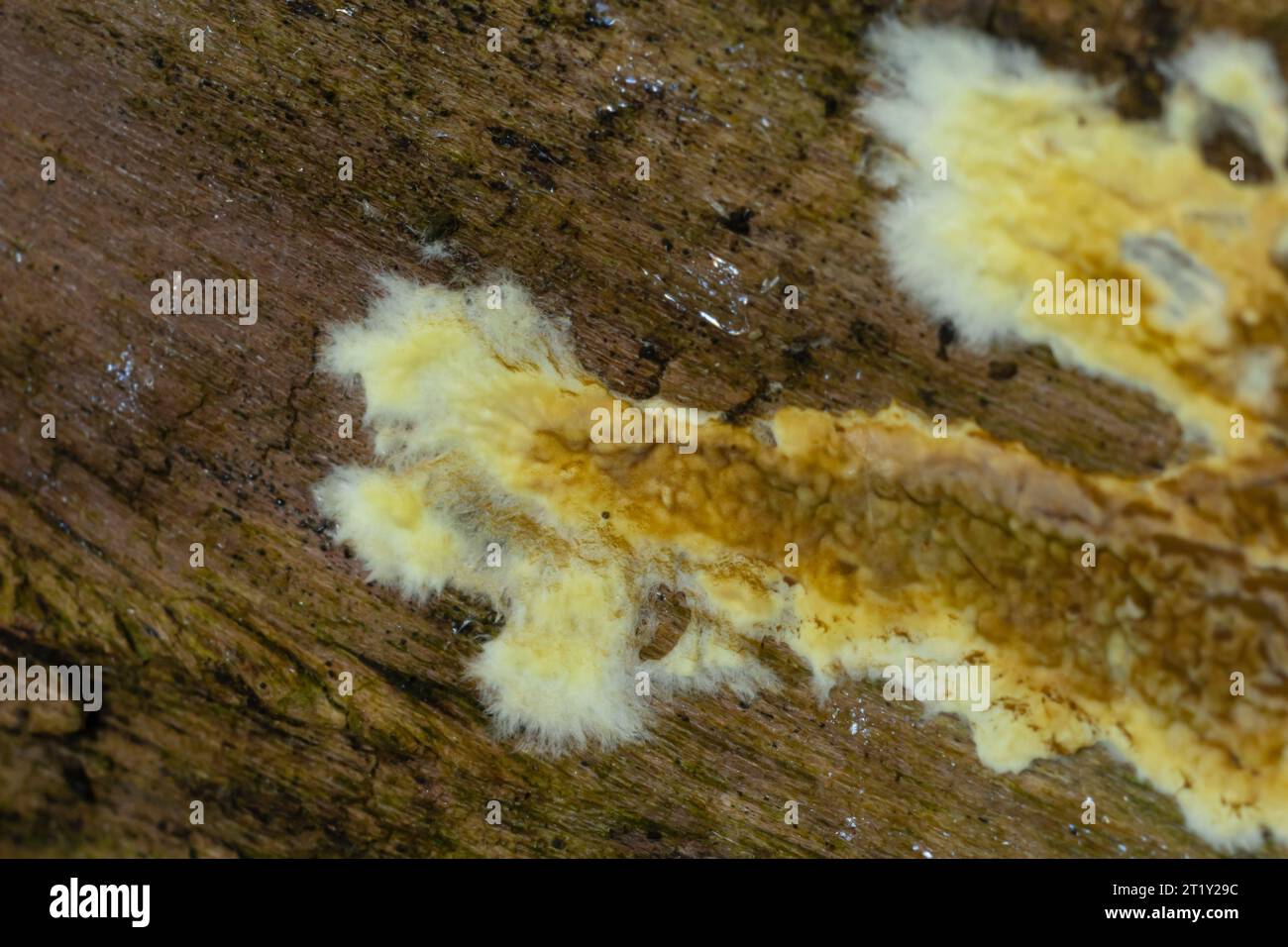 Champignon de la croûte orange gauchrée, Leucogyrophana molluska sur le bois pourri. Banque D'Images
