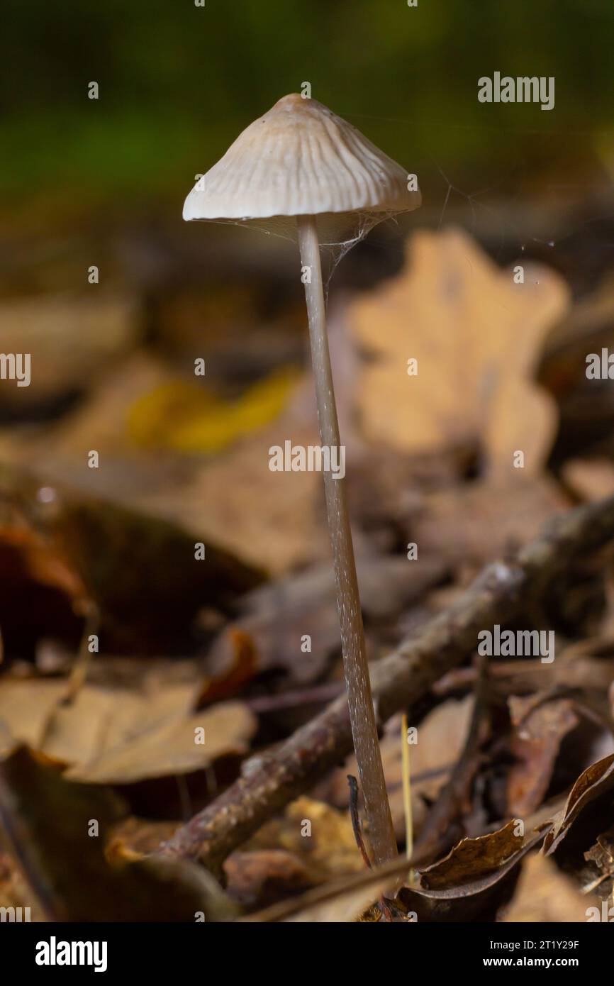 Capot blanc aux champignons Mycena galopus var. candida sur un arrière-plan flou. Banque D'Images