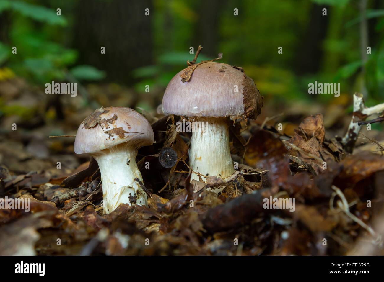 Petite tête de lit géante, Cortinarius traganus, champignons toxiques en forêt, foyer sélectif, DOF peu profond. Banque D'Images
