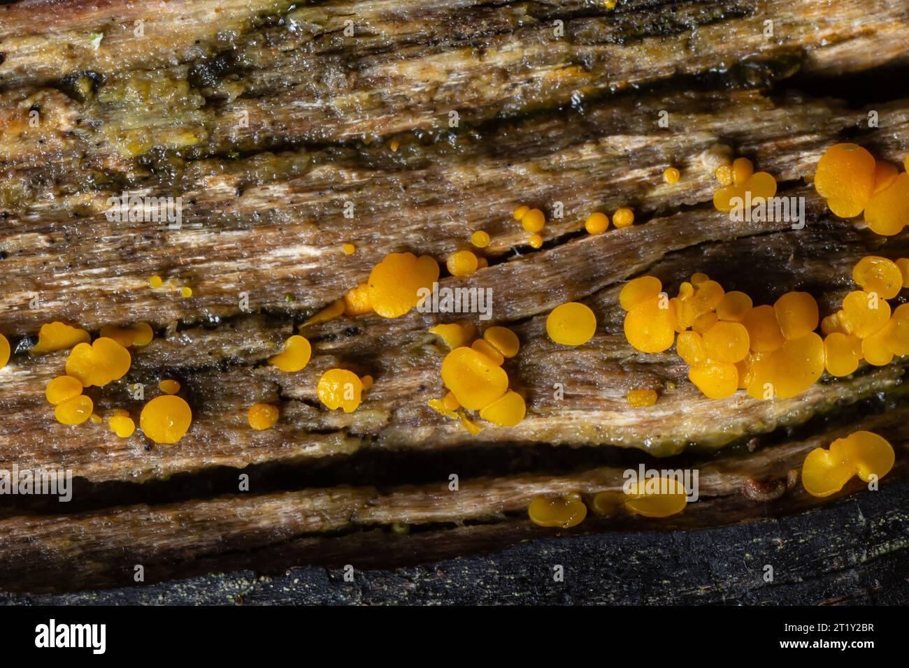 Très petit champignon jaune fée tasses ou citron discos, Bisporella citrina, sur vieux bois humide. Banque D'Images