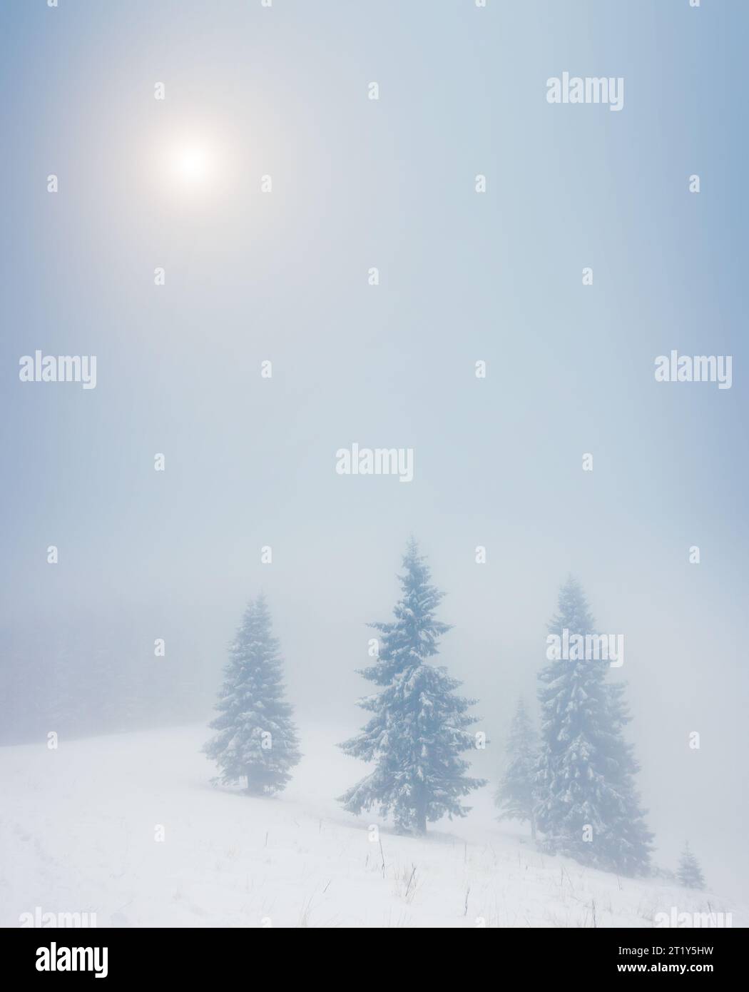 Paysage fantastique brillant par la lumière du soleil. Scène hivernale dramatique sous un ciel brumeux. Carpates, Ukraine, Europe. Monde de la beauté. Filtre rétro. Instagram ton Banque D'Images